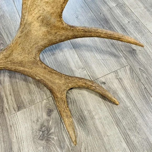 Naturally Shed Wild Moose Antler (Horn, Knife, Carving, Chew, Taxidermy) Full - Picture 13 of 16